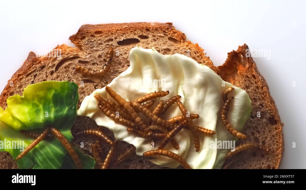 Mealworms approved as human food on white background Stock Photo Alamy