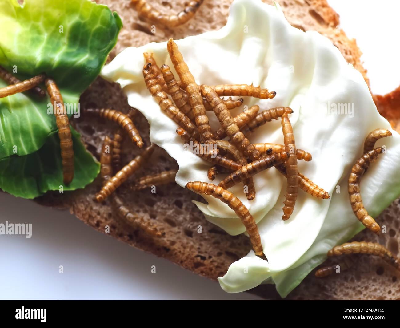 Mealworms approved as human food on white background Stock Photo Alamy