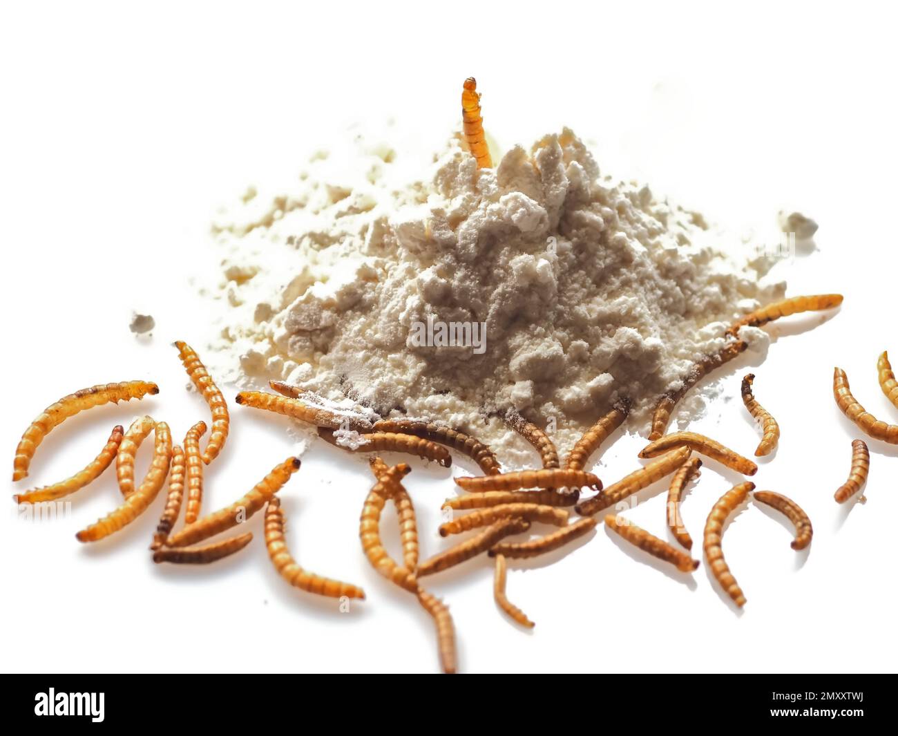 Mealworms approved as human food on white background Stock Photo Alamy