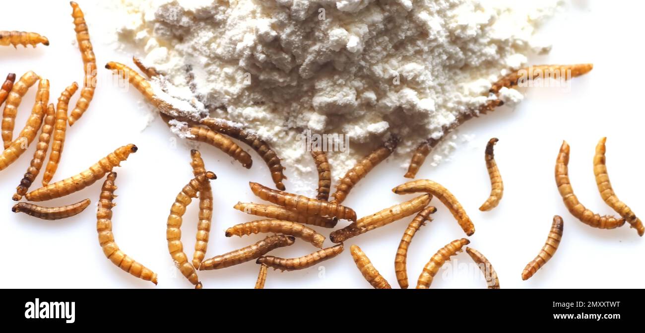 Mealworms approved as human food on white background Stock Photo Alamy