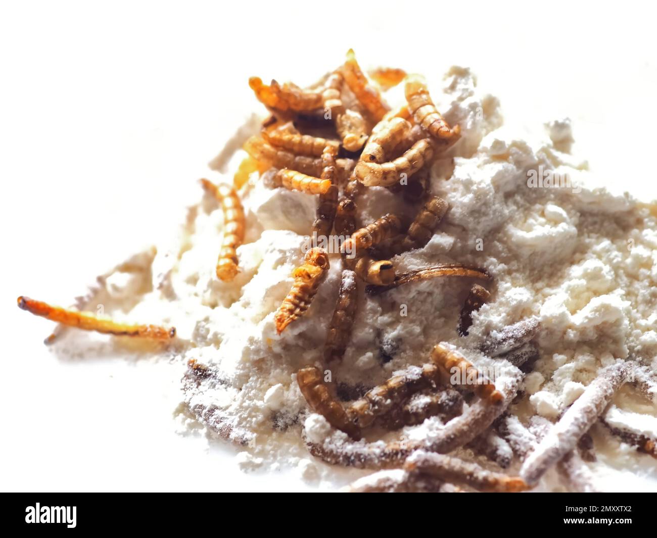 Mealworms approved as human food on white background Stock Photo Alamy