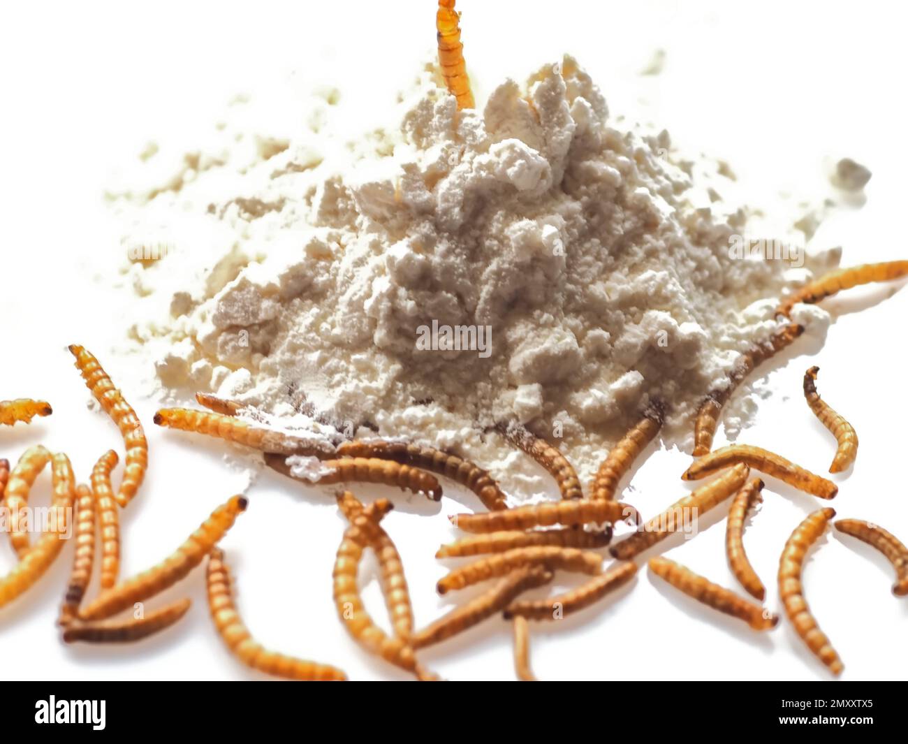 Mealworms approved as human food on white background Stock Photo Alamy