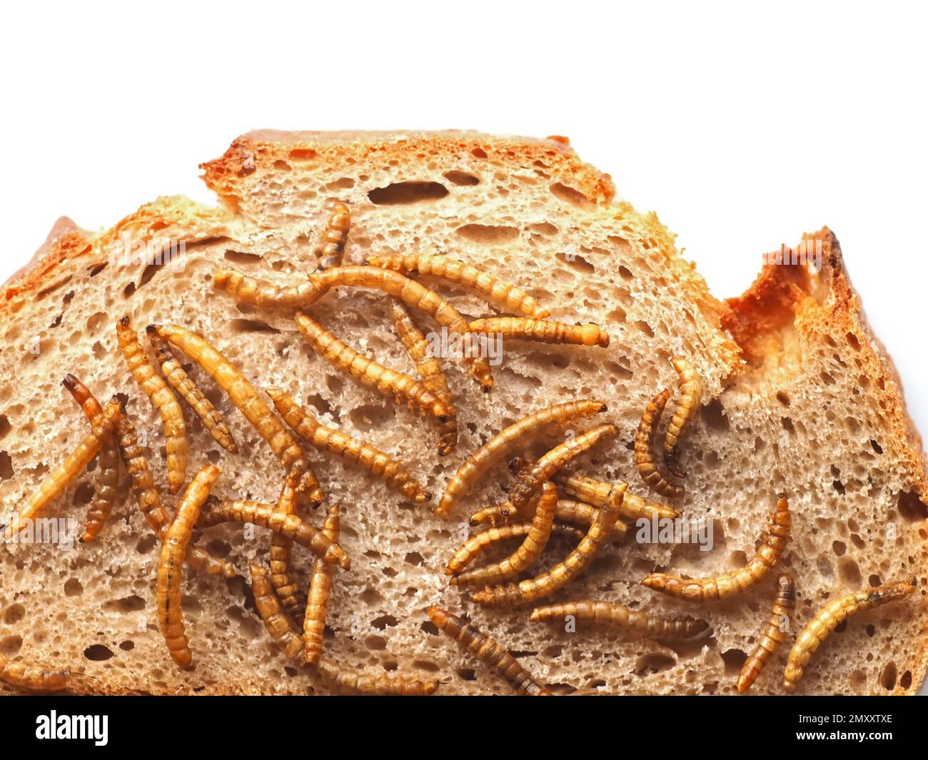 Mealworms approved as human food on white background Stock Photo Alamy