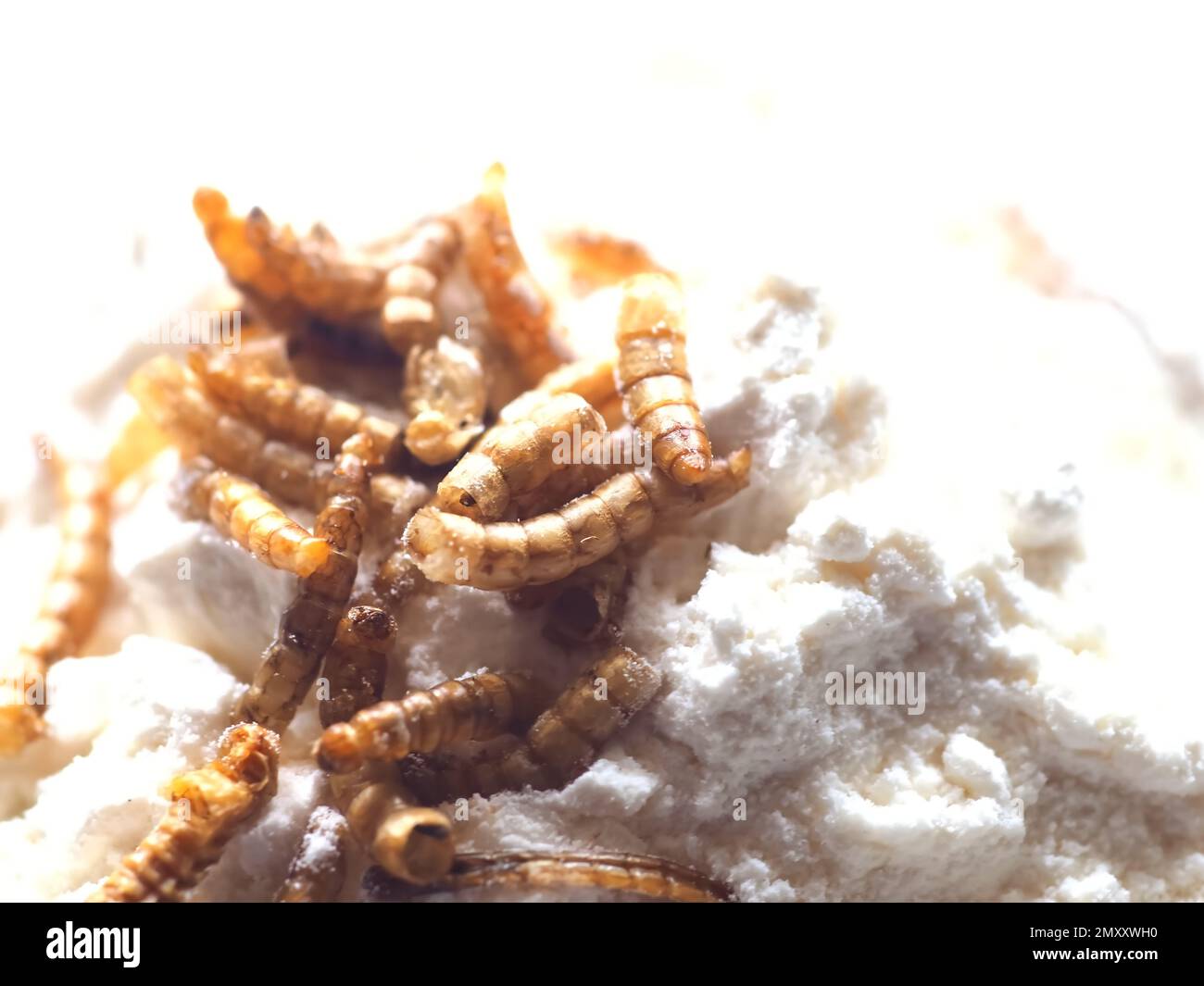 Mealworms approved as human food on white background Stock Photo Alamy