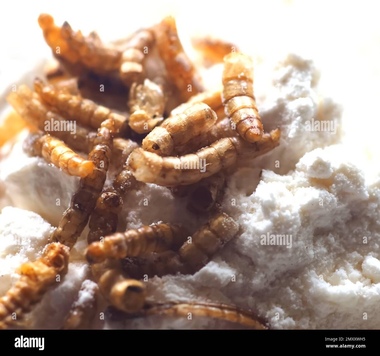 Mealworms approved as human food on white background Stock Photo Alamy