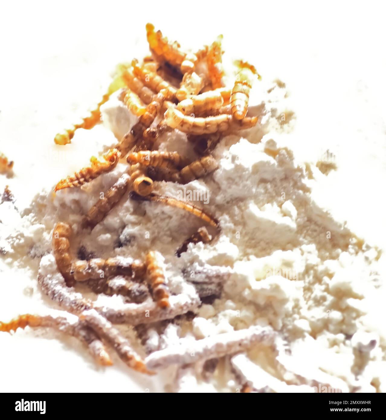 Mealworms approved as human food on white background Stock Photo Alamy