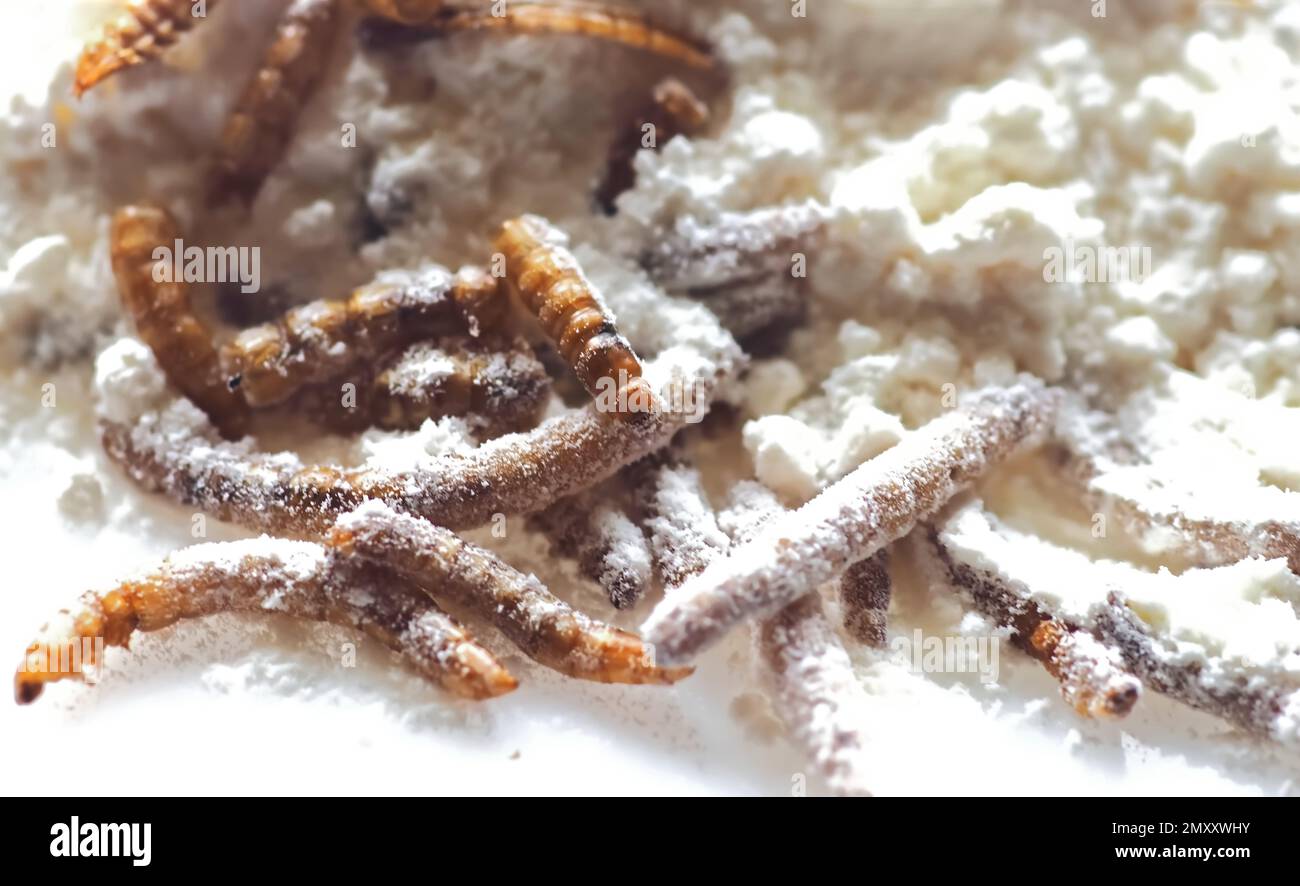 Mealworms approved as human food on white background Stock Photo Alamy