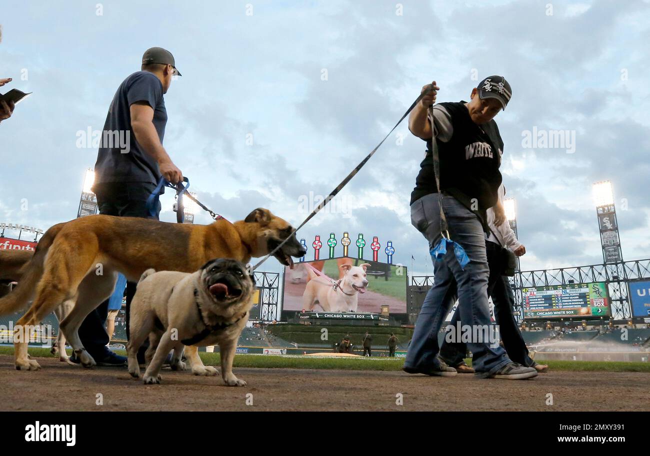 Dog owners walk their dogs on the field as part of Bark in the