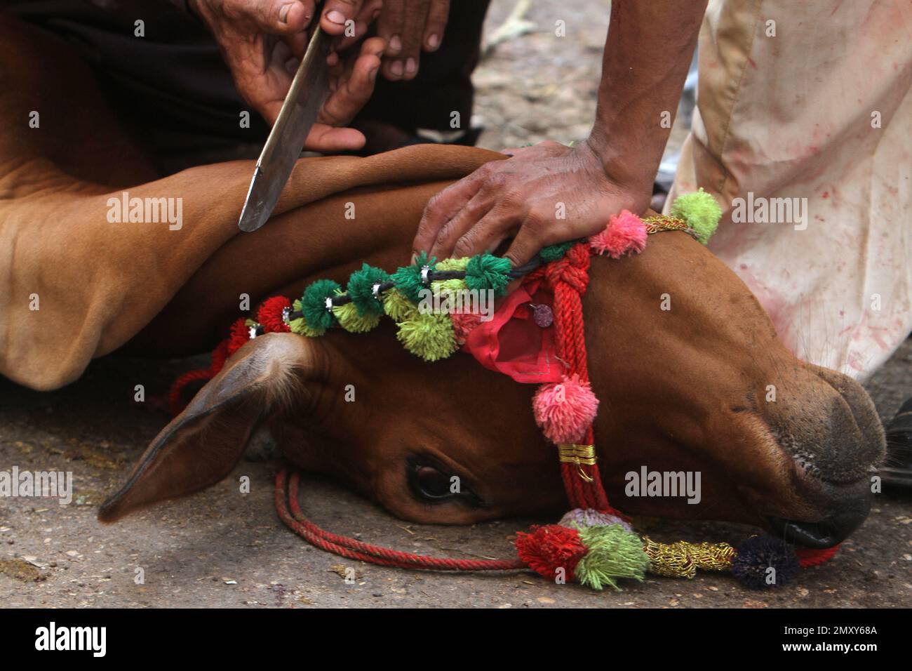 A butcher prepares to slaughter an animal on the occasion of the Muslim Eid al-Adha holdiay, in Karachi, Pakistan, Tuesday, Sept. 13, 2016. Pakistani Muslims are celebrating the Eid al-Adha, or the A butcher prepares to slaughter an animal on the occasion of the Muslim Eid al-Adha holdiay, in Karachi, Pakistan, Tuesday, Sept. 13, 2016. Pakistani Muslims are celebrating the Eid al-Adha, or the