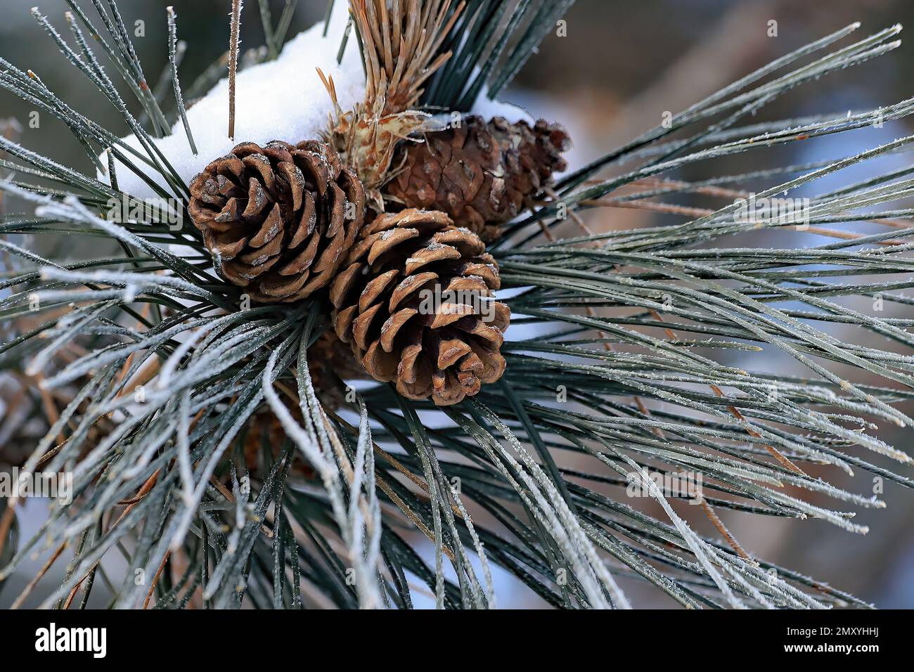 Beautiful pine cones laden with frost and snow on a winter day on the ...