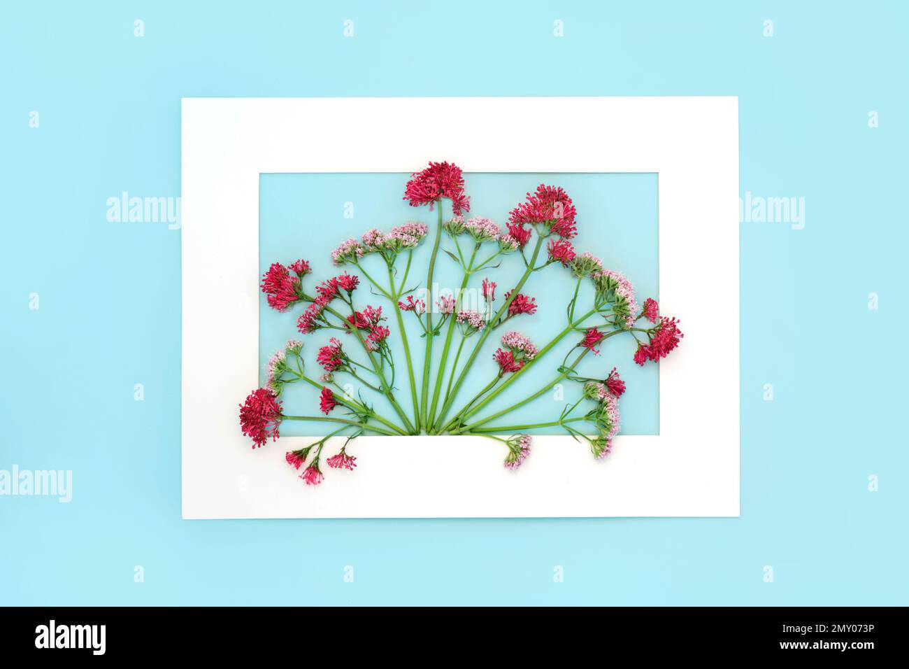 Valerian herb flower plant background border. Flowers can be used to make perfume. Minimal floral border botanical nature study composition. On blue. Stock Photo