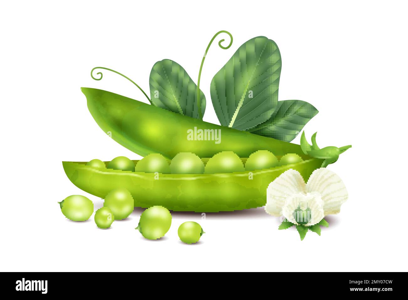 Realistic peas concept with fresh beans and flowers vector illustration