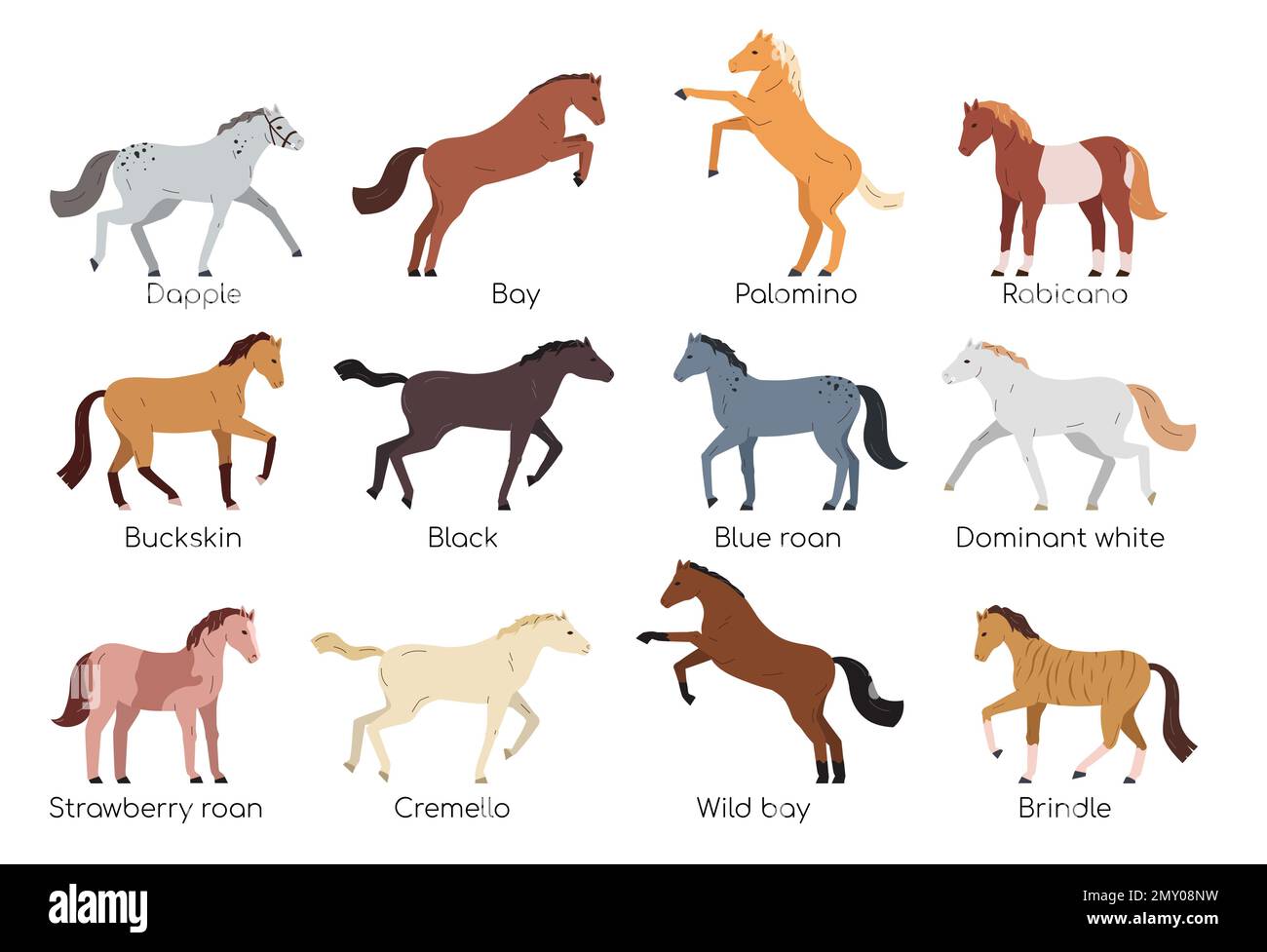 Horses of various breeds and color flat set isolated against white