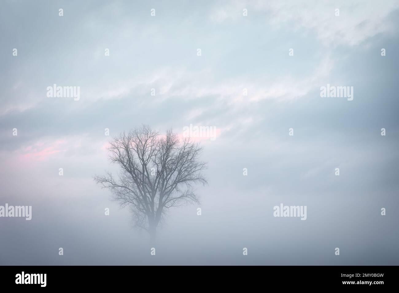 A lone tree stands out in January midwest round fog in a field near