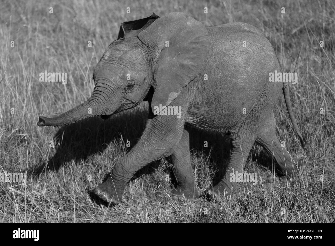 Various Wildlife Scenes Stock Photo - Alamy