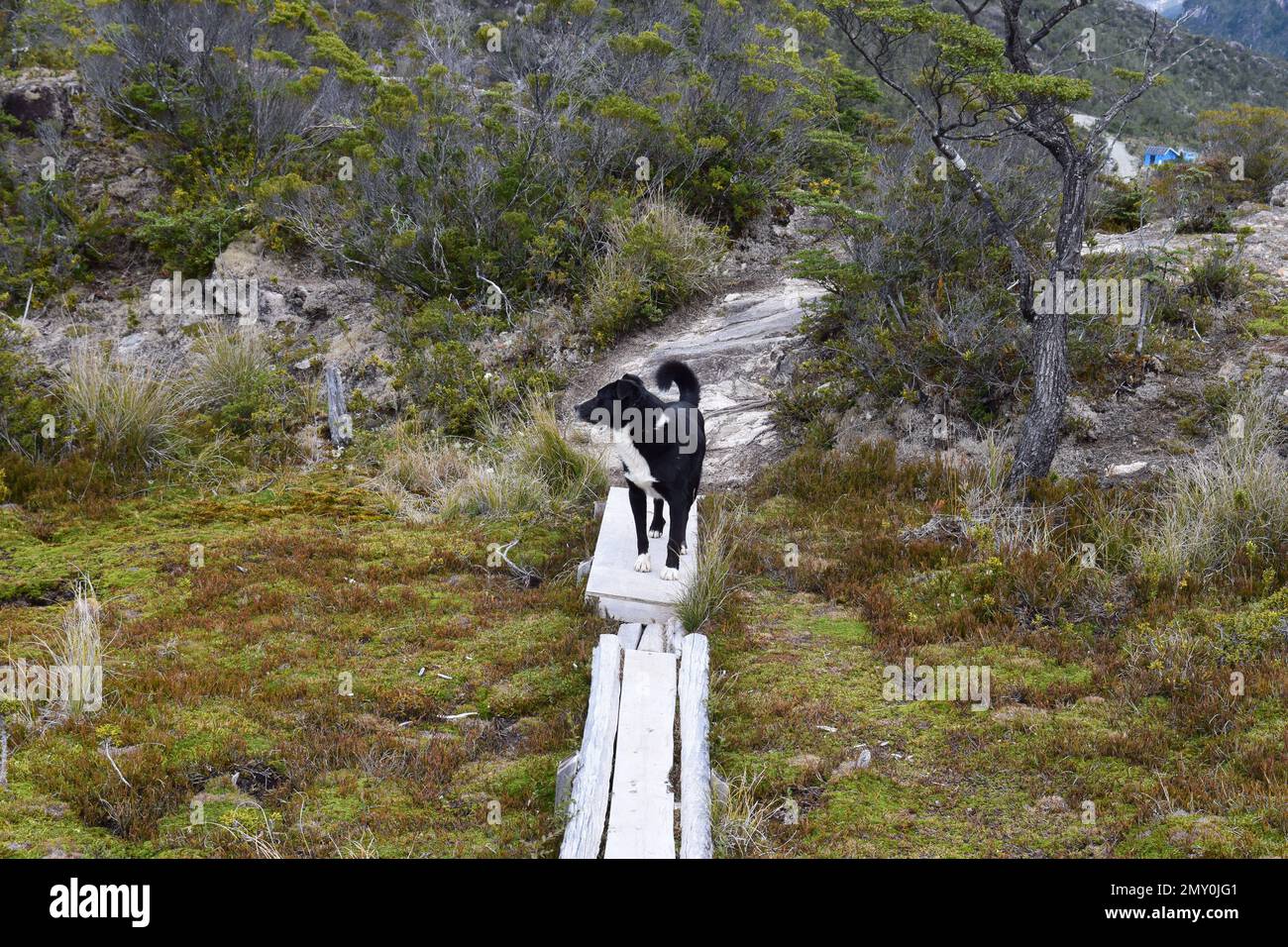 A Karelian Bear dog walking on a trail with yellowing grass on a gloomy