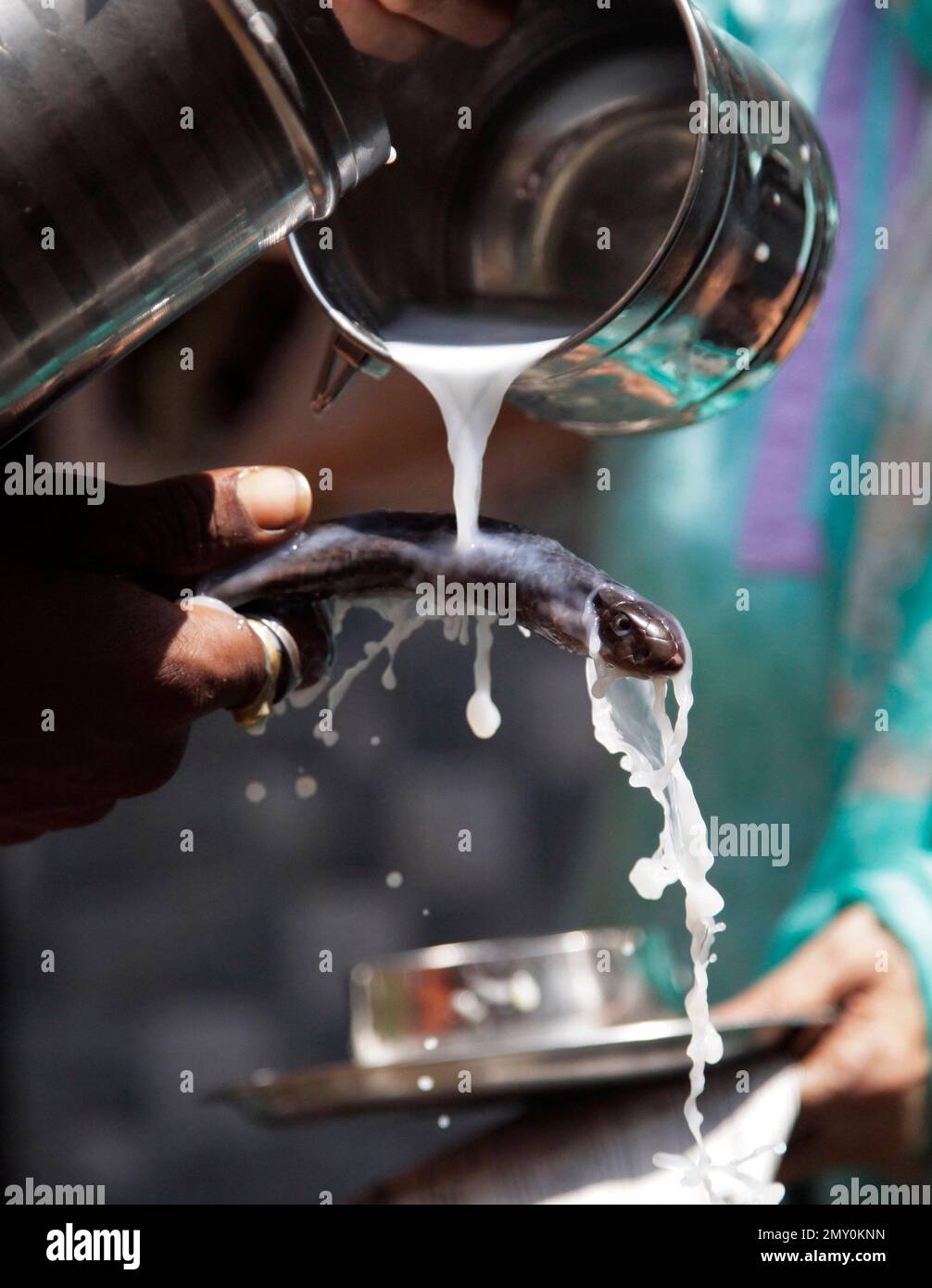 A Hindu devotee bathes a snake with milk during Nag Panchami festival