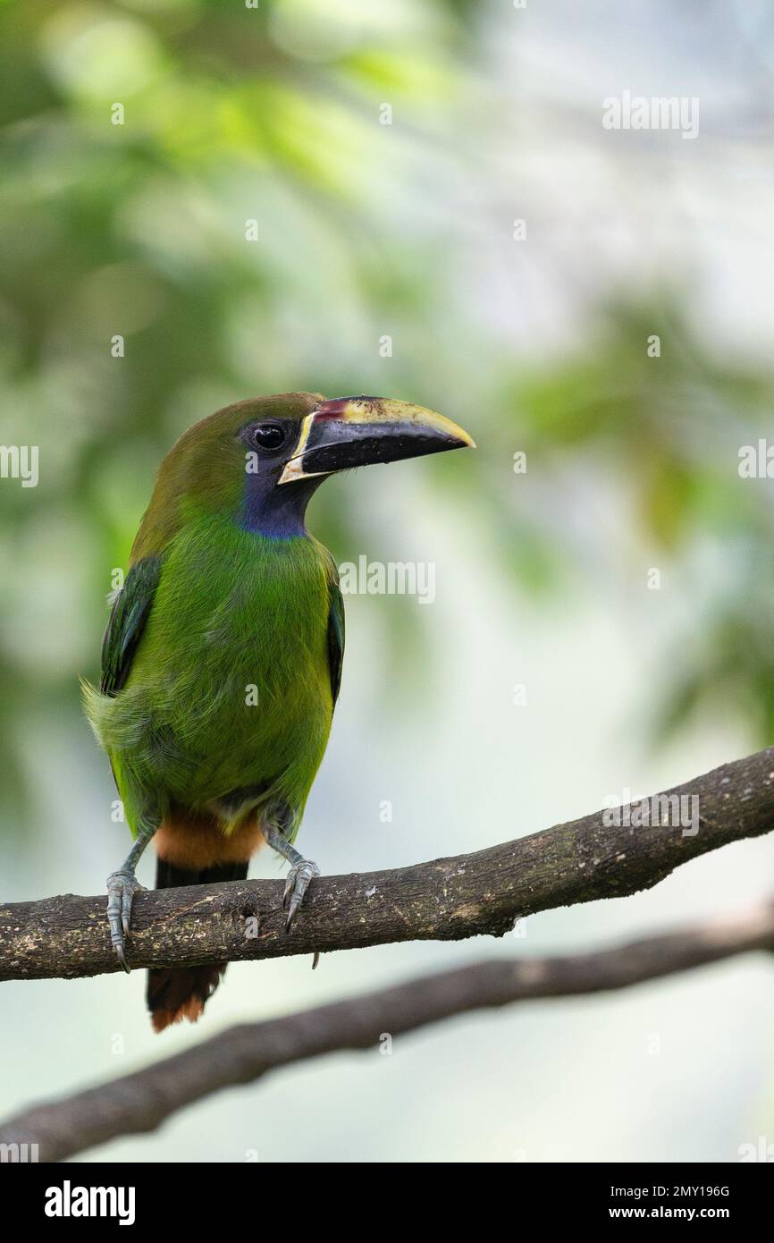 Animals of Costa Rica Stock Photo - Alamy