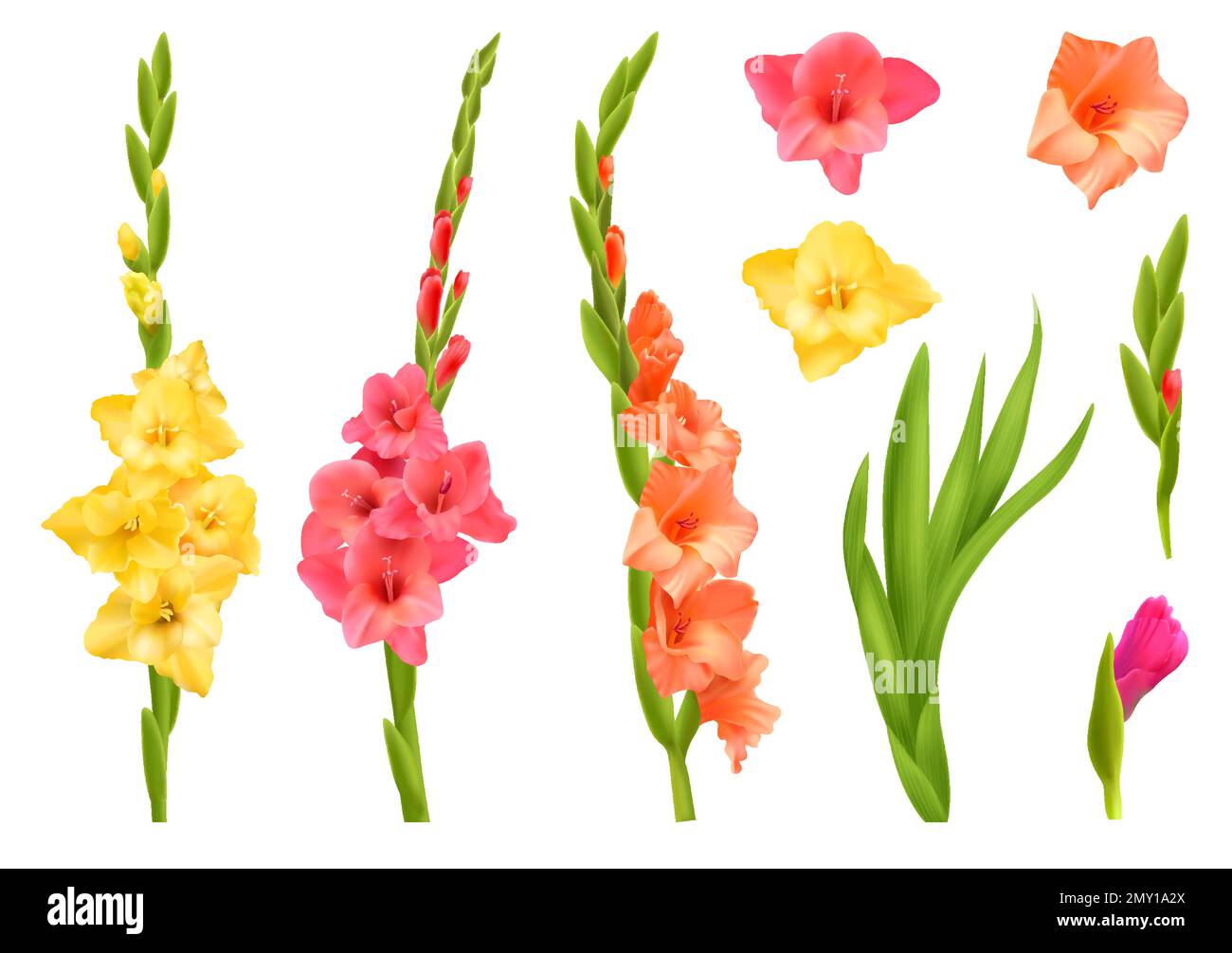 Realistic set of yellow pink and orange gladiolus flowers with leaves isolated vector illustration Stock Vector