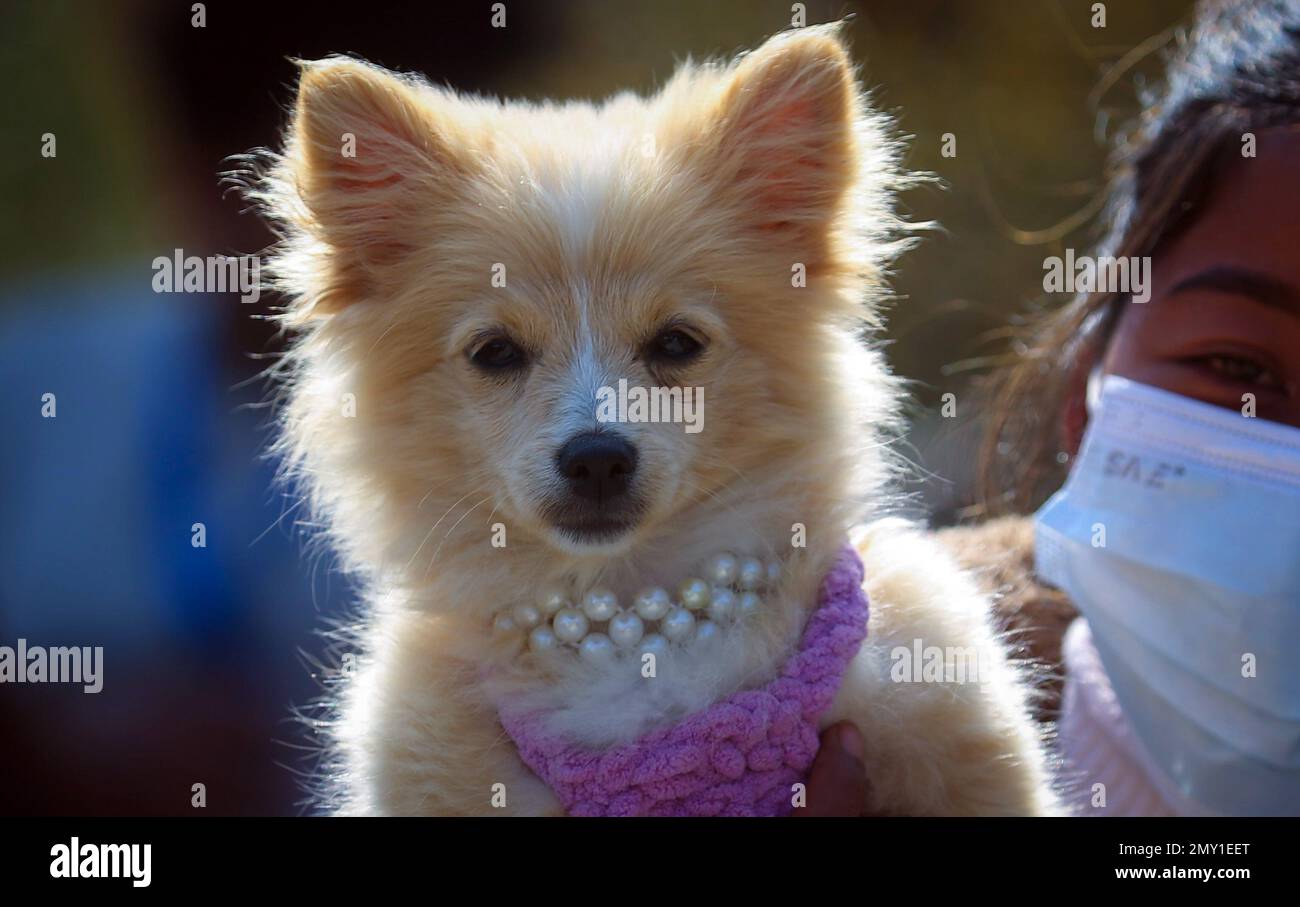 Kathmandu, Bagmati, Nepal. 4th Feb, 2023. A dog participates in a dog show in Kathmandu, Nepal on February 4, 2023. More than 150 dogs of more than 20 various breeds participated in the Kathmandu Dog Show 2023 organized on Saturday in Nepal's capital. (Credit Image: © Sunil Sharma/ZUMA Press Wire) EDITORIAL USAGE ONLY! Not for Commercial USAGE! Credit: ZUMA Press, Inc./Alamy Live News Stock Photo