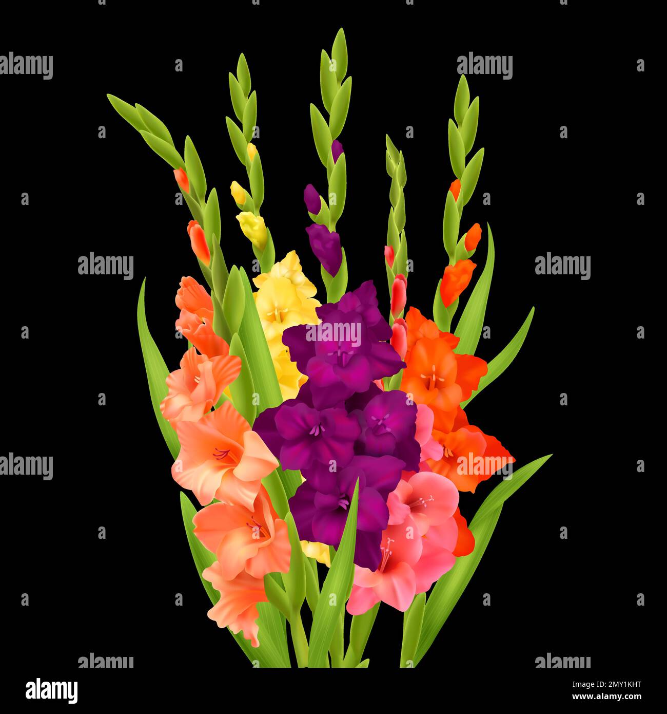 Realistic bunch of orange pink yellow and purple gladiolus flowers on black background vector illustration Stock Vector