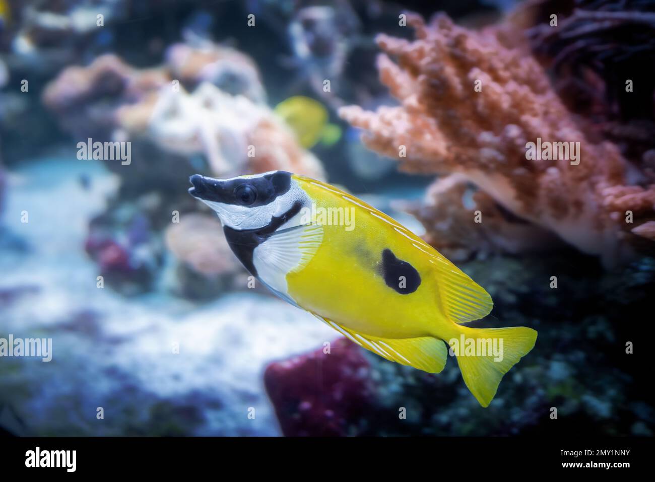 Foxface Rabbitfish Fish (Siganus vulpinus) Stock Photo