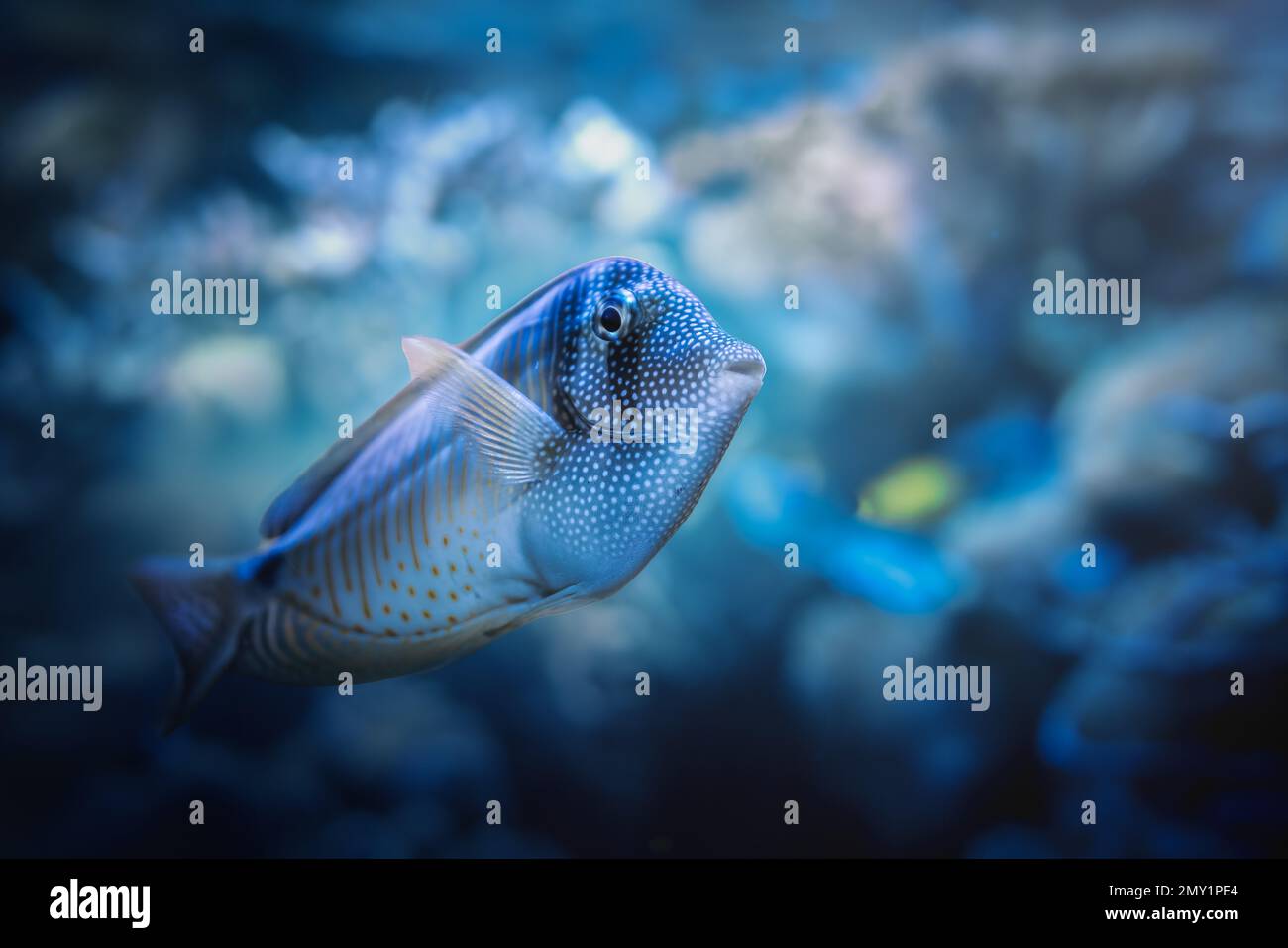 Tang Sailfin Fish (Zebrasoma desjardinii) Stock Photo