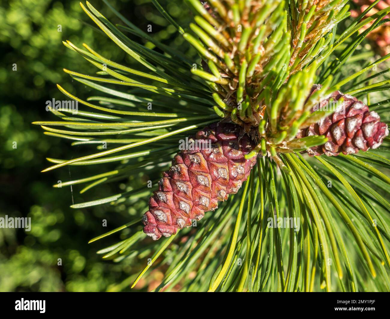Cones on a pine tree in spring Stock Photo