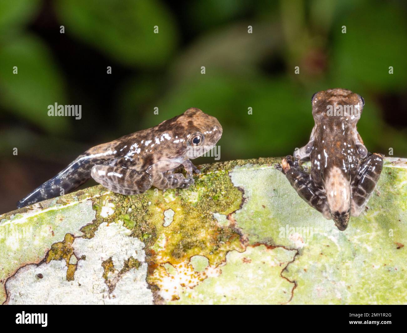Metamorphosing froglets of the Marbled Treefrog (Dendropsophus marmoratus), Orellana province, Ecuador Stock Photo