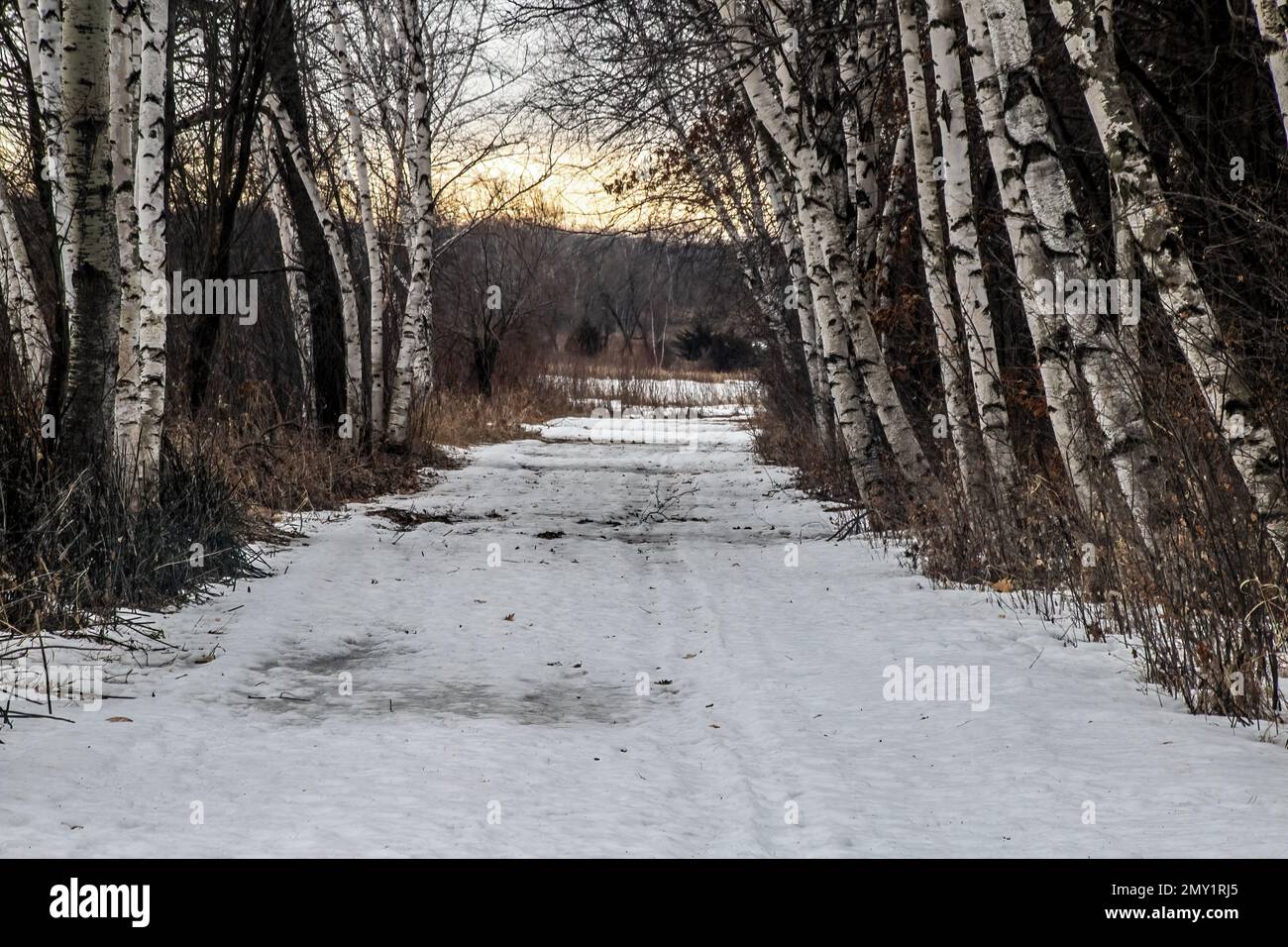 Sunrise illuminating a line of birch trees along a walking path in Big