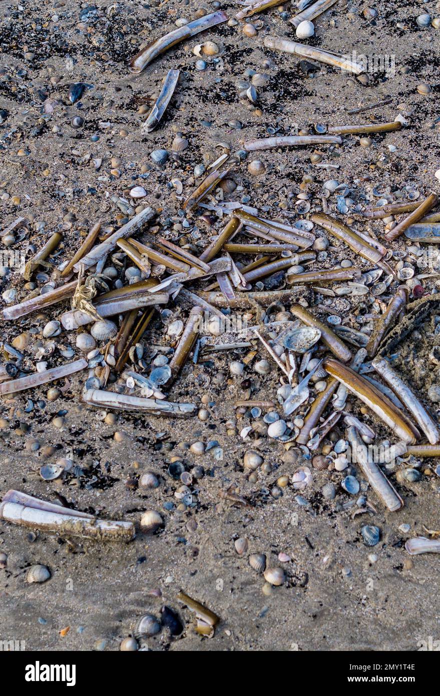 many shells in the sand Stock Photo - Alamy