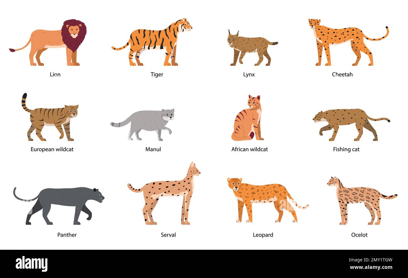 Wild cats flat set with isolated icons of cat family doodle characters with editable text captions vector illustration Stock Vector