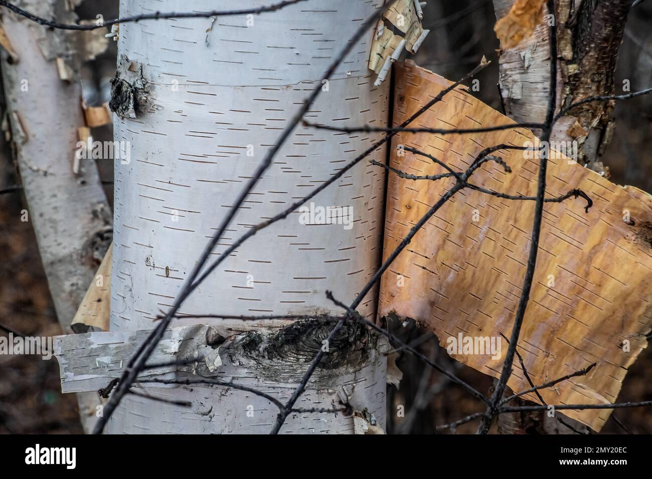 Birch bark peeling off of the tree at Big Marine Park Reserve, Marine on St. Croix, Minnesota USA. Stock Photo