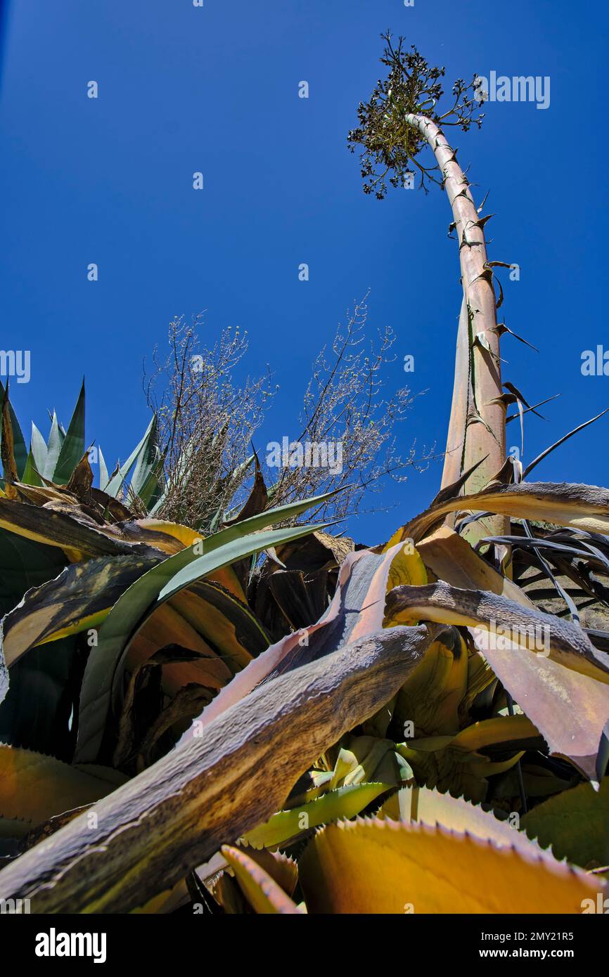 Detail of maguey (Agave americana) that is withered after reaching its