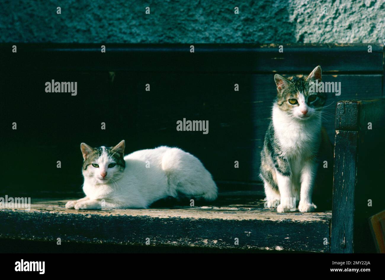 Two cats in sunshine Stock Photo - Alamy