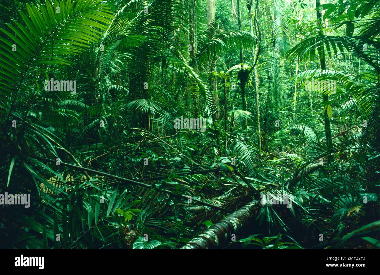 Rainforest, Amazonas, BRAZIL Stock Photo - Alamy