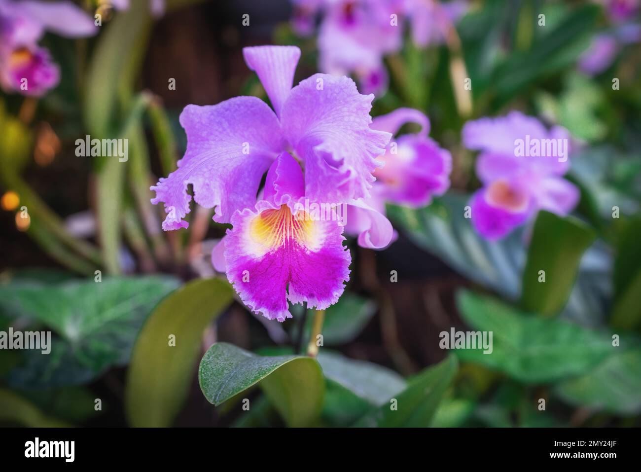 Pink Cattleya Orchid Flower on a garden Stock Photo