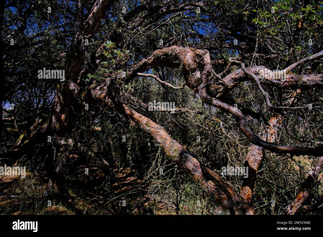 Paper tree (Polylepis incana), beautiful detail of native forest in the Peruvian Andes, shows curious details of its way of growing. Stock Photo