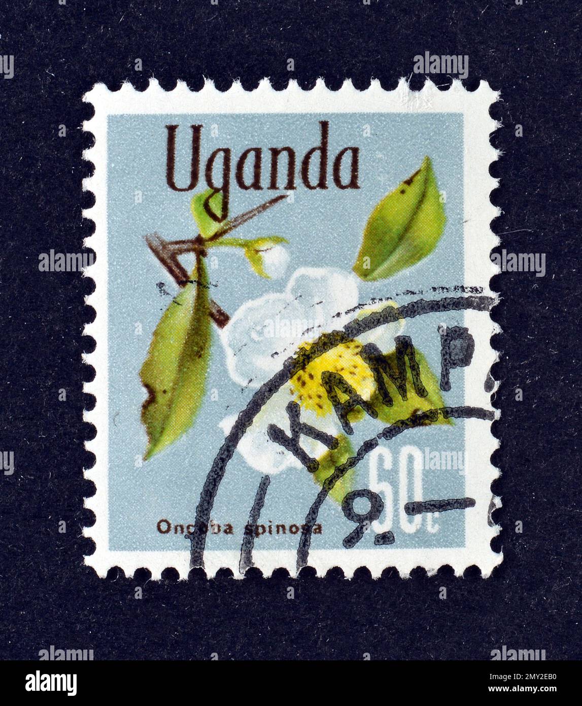 Cancelled postage stamp printed by Uganda, that shows Snuff-box tree (Oncoba spinosa), Native Flora, circa 1969. Stock Photo