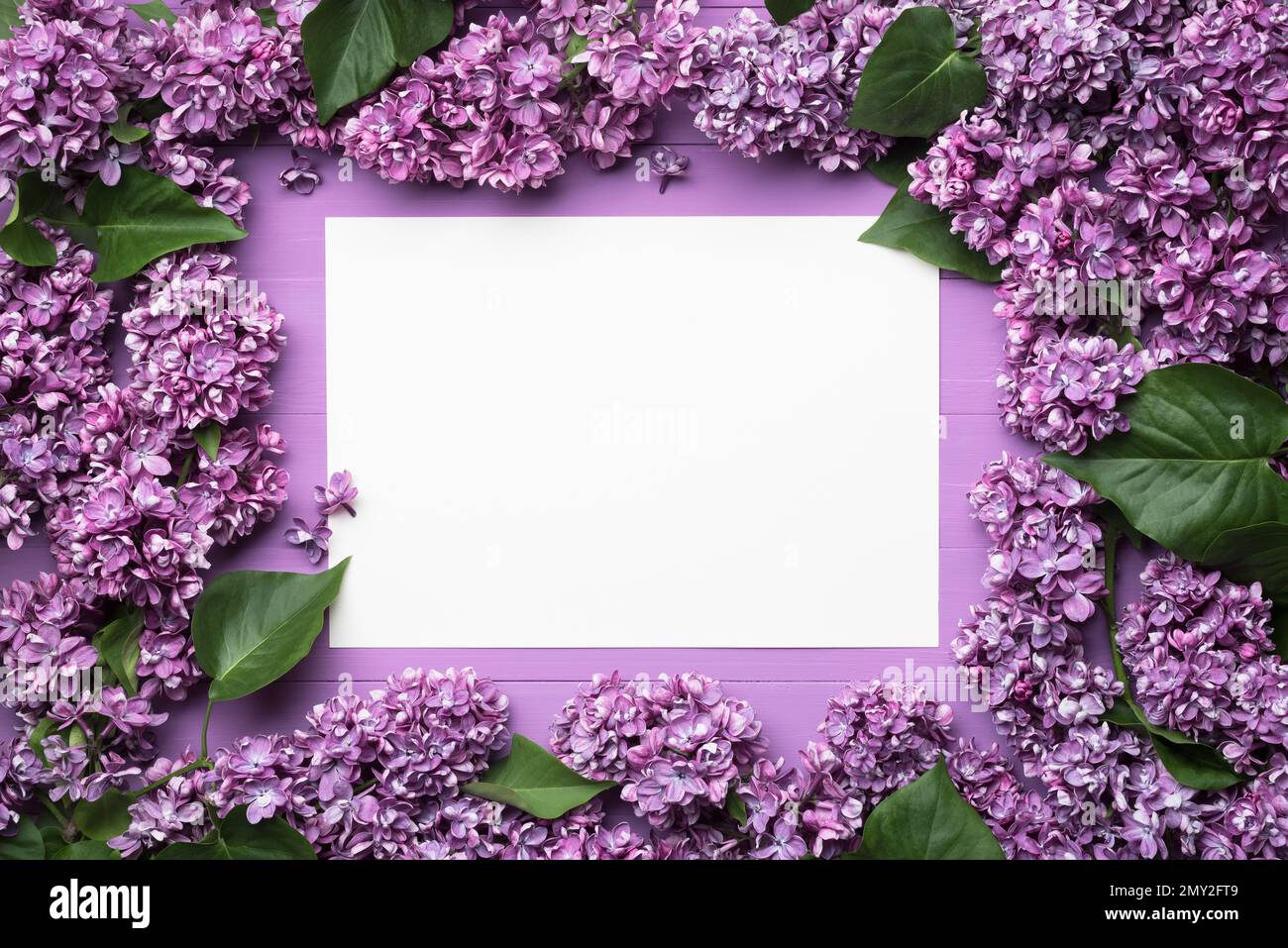 Frame Of Flowers And Leaves With Blank Sheet For Notes Decor Of Lilac Frame of flowers and leaves with blank sheet for notes decor of lilac