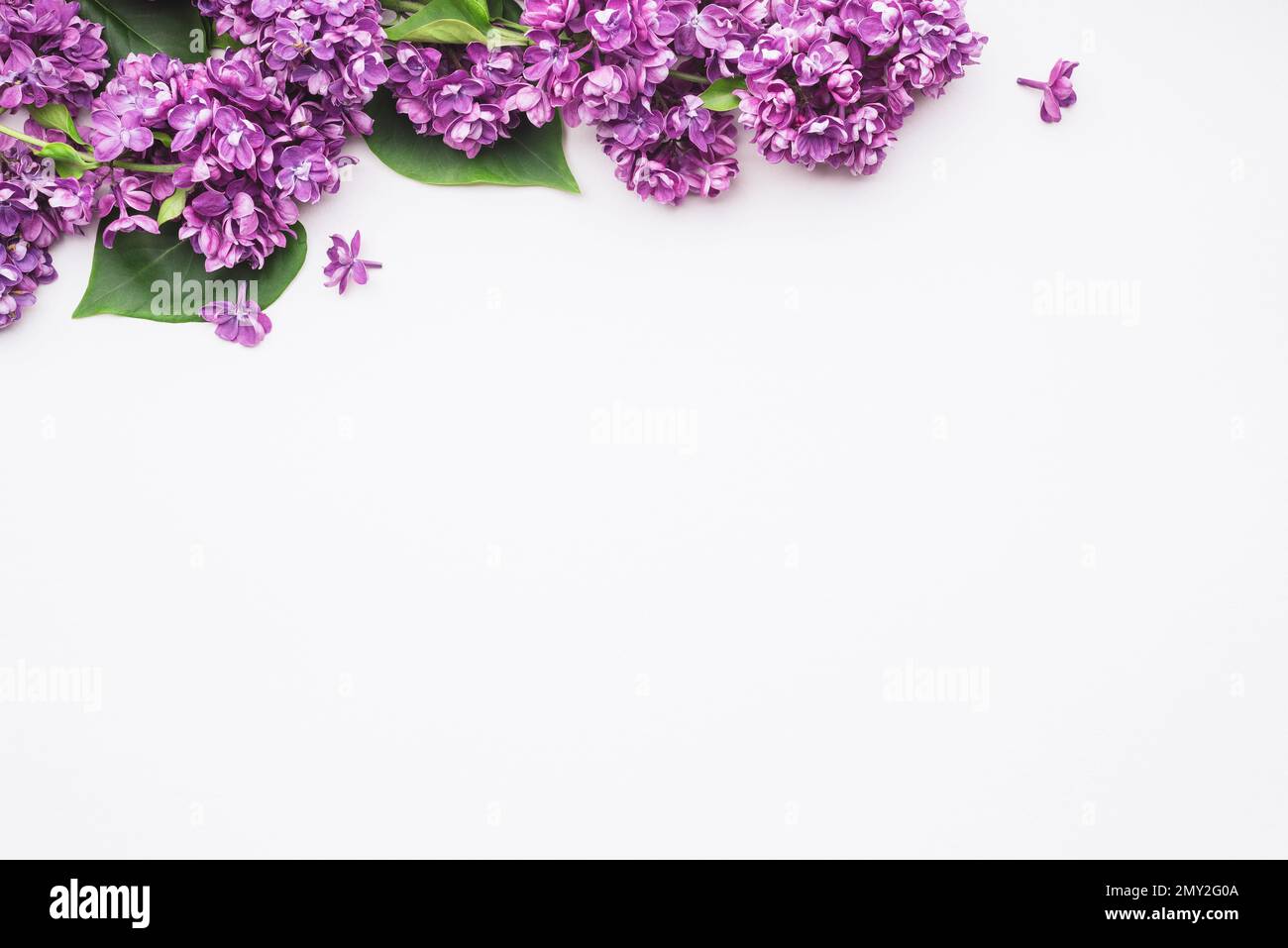 Spring background for design. Lilac flowers on a white sheet of paper ...