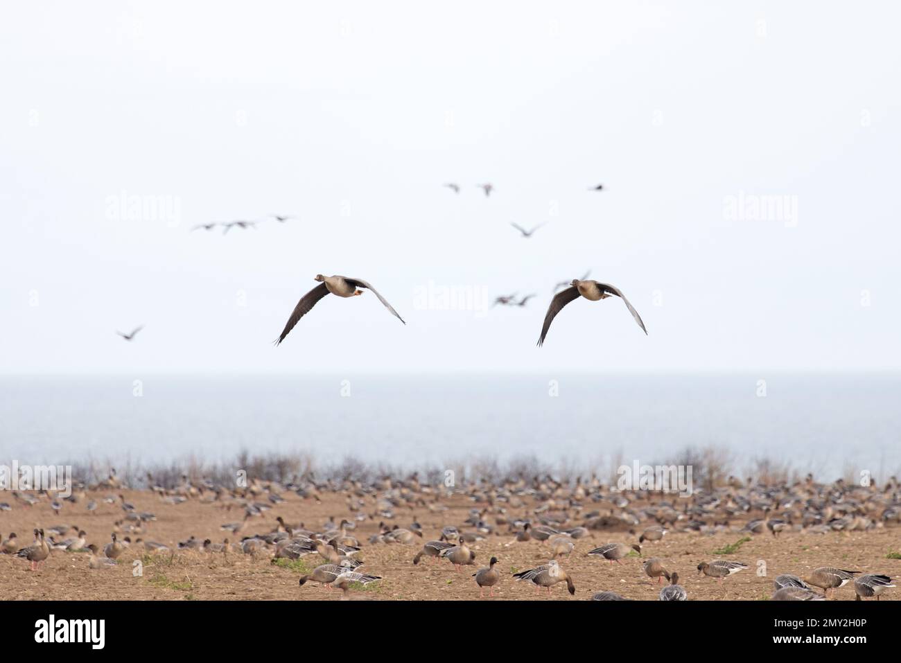 Taiga Bean Goose (Anser fabalis fabalis) Weybourne Norfolk UK GB