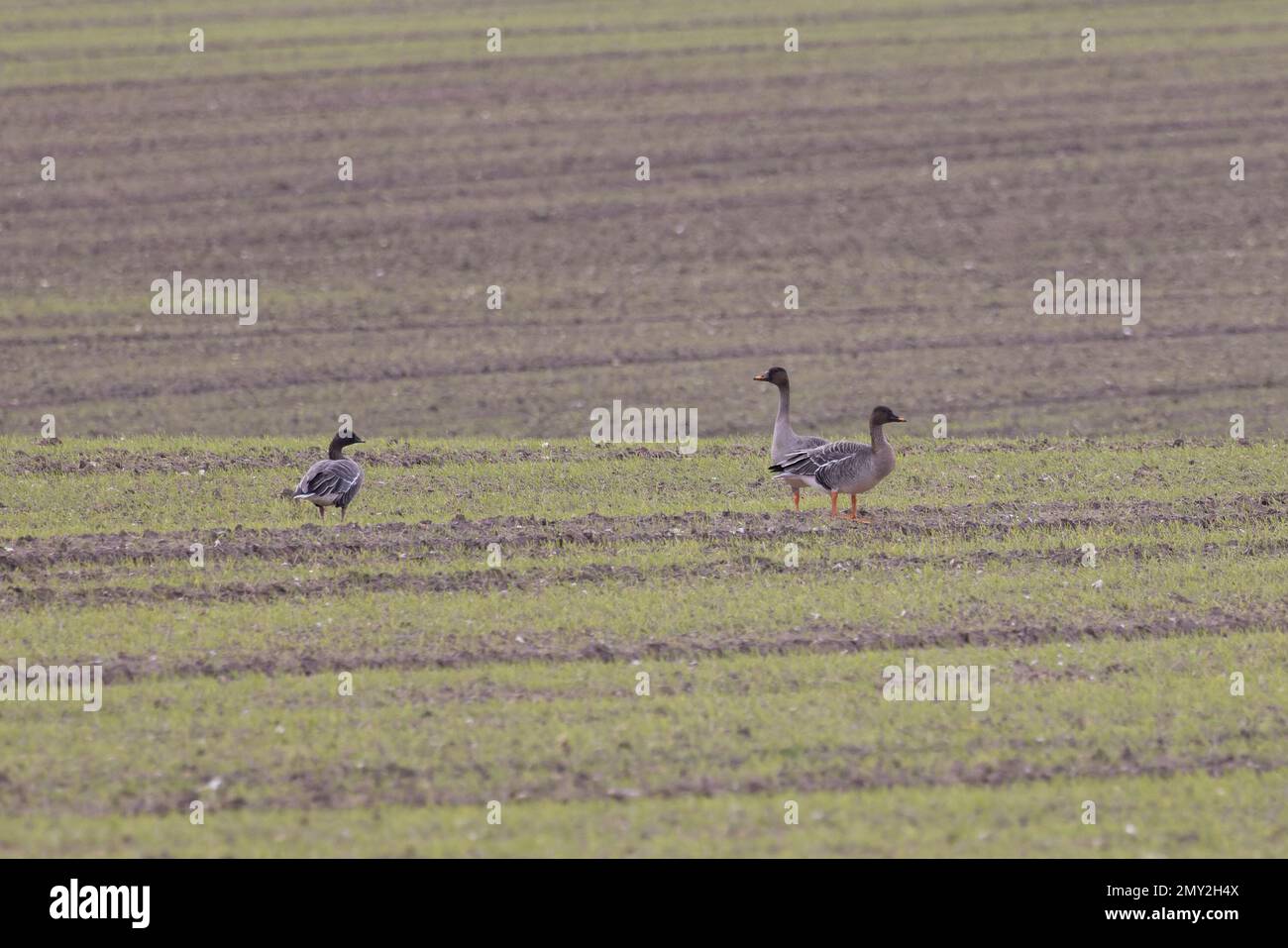 Taiga Bean Goose (Anser fabalis fabalis) Weybourne Norfolk UK GB