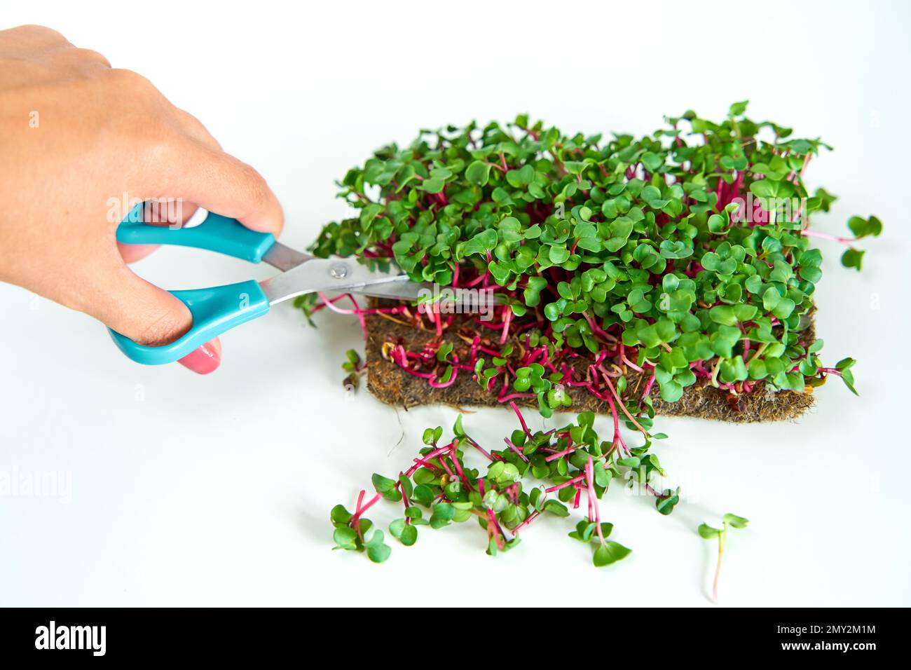 Harvesting microgreens. Person cutting plant with scissors Stock Photo