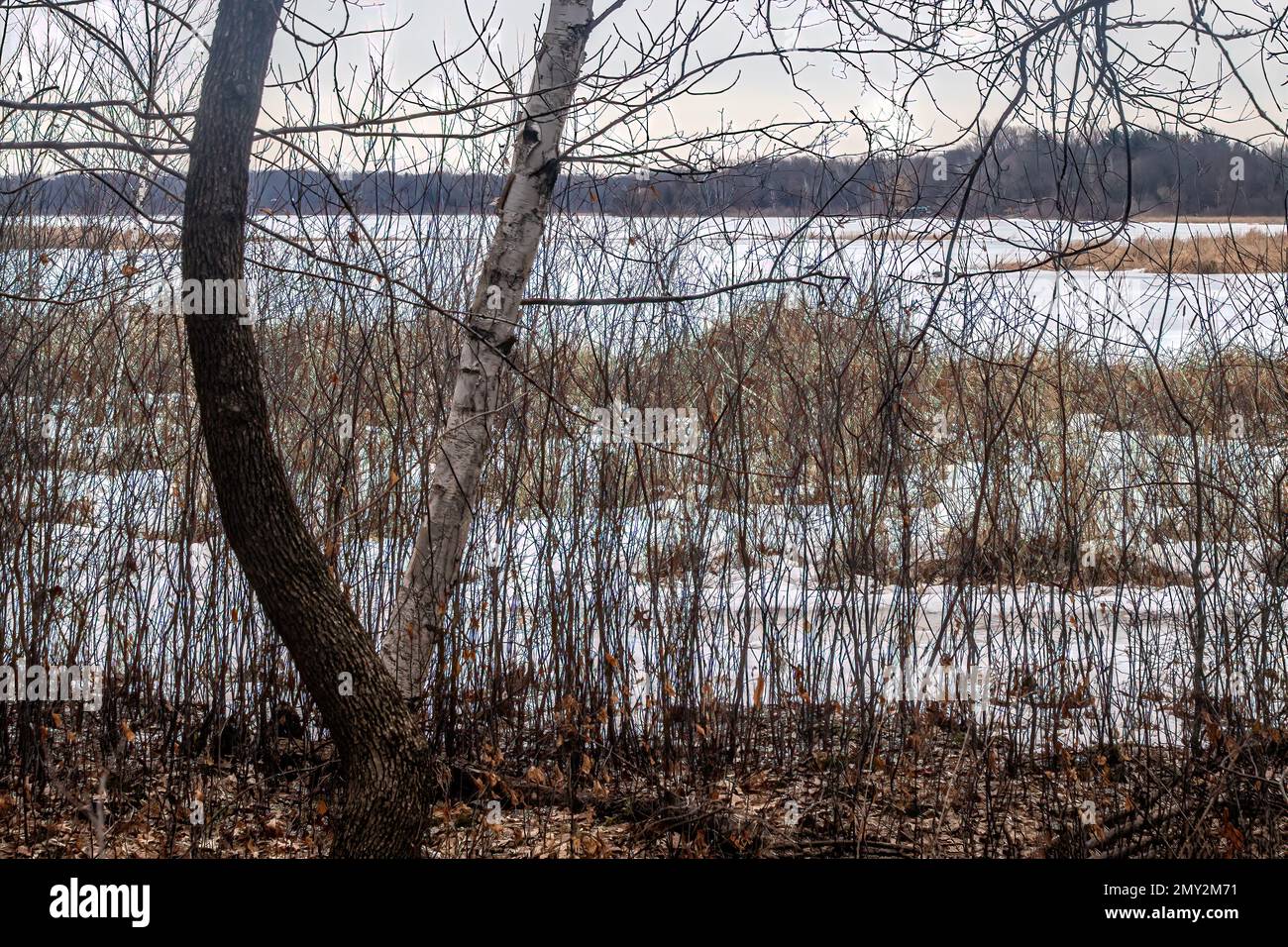 Trees and branches with Big Marine Lake beyond at Big Marine Park