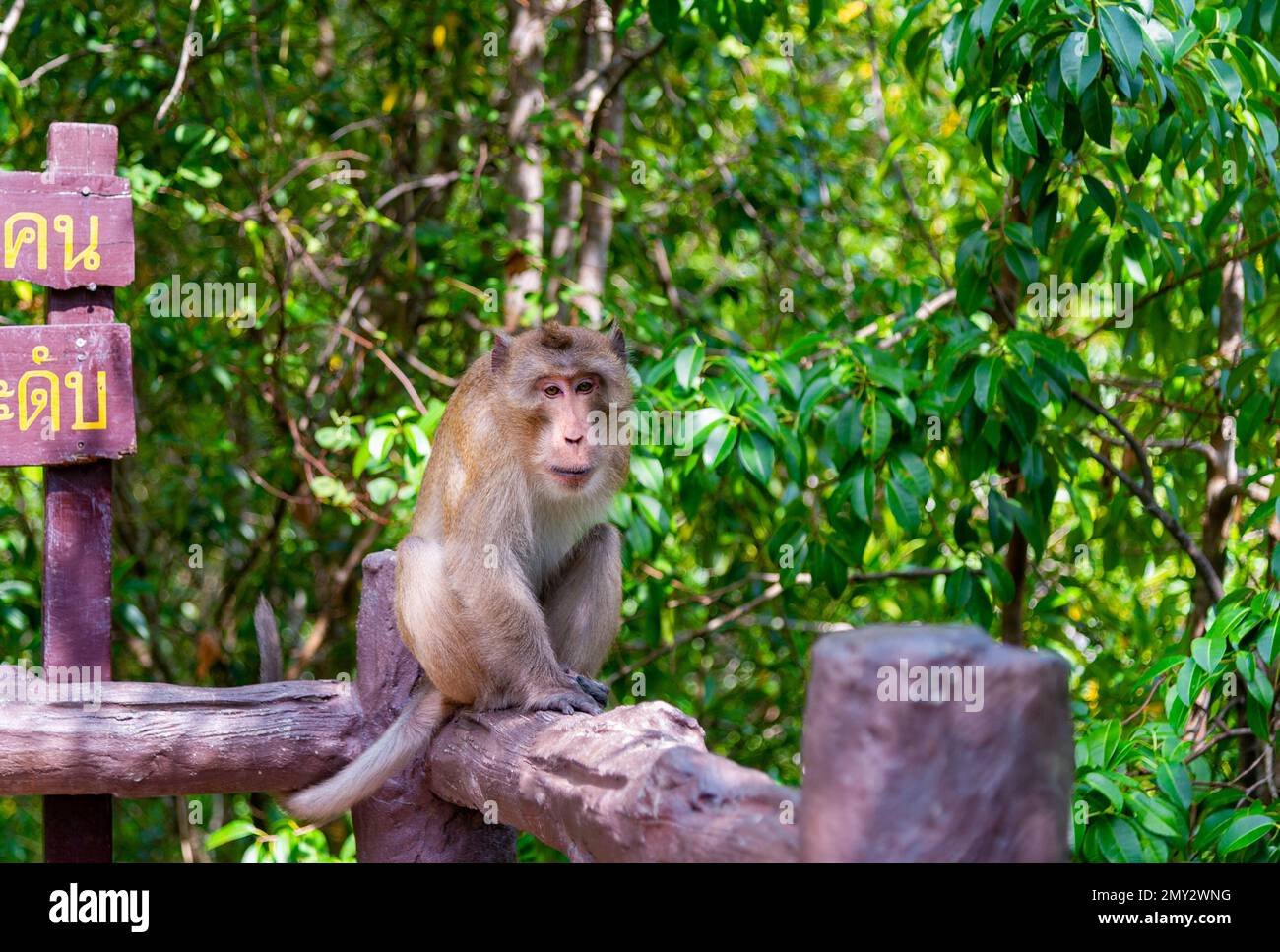 Wooden bridges surrounded by mangrove forest populated by monkeys ...
