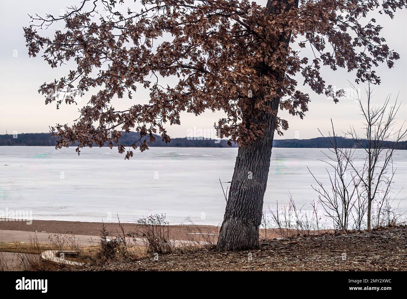 Tree with leaves in winter overlooking Big Marine Lake at Big Marine Park Reserve, Marine on St