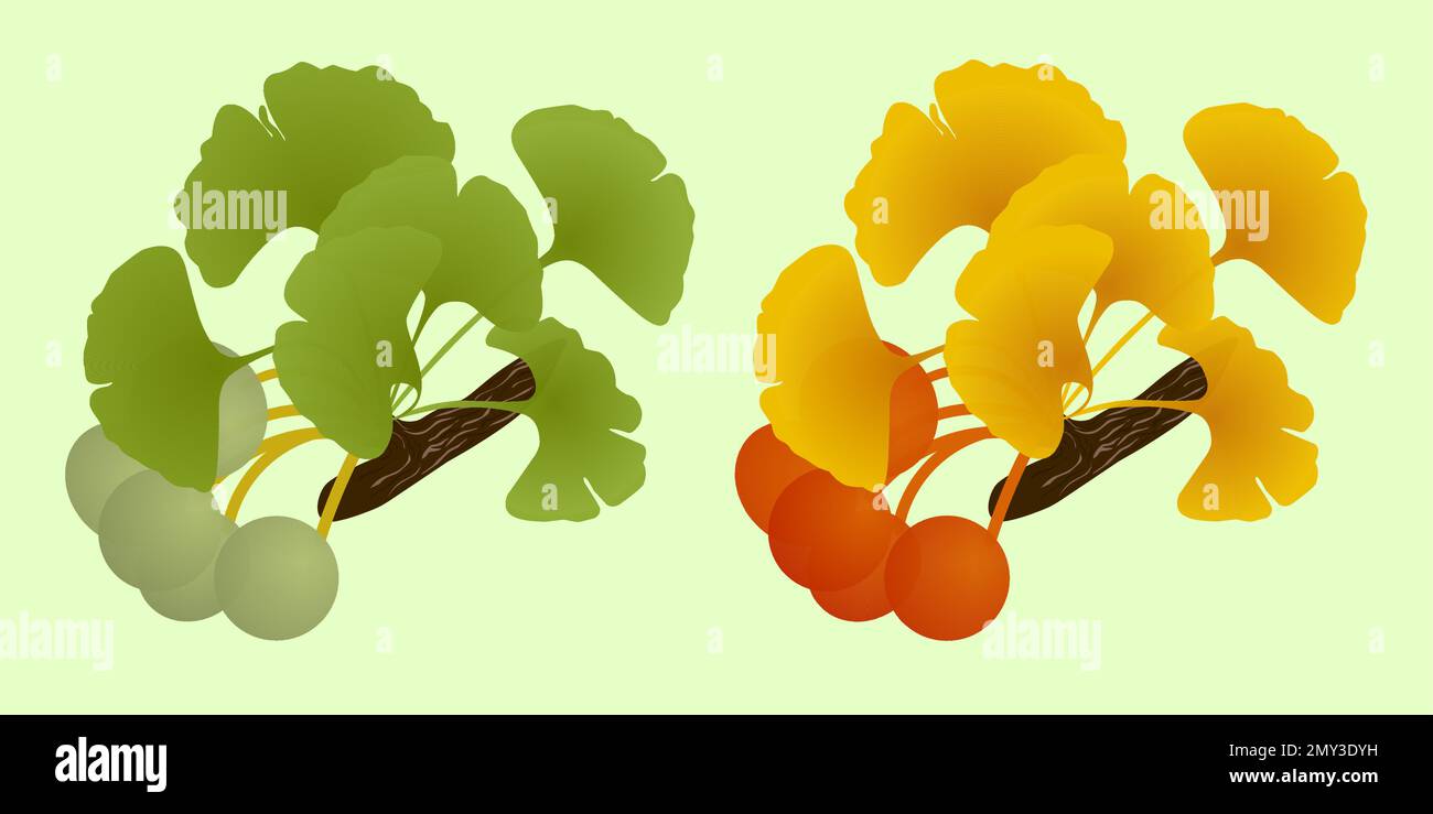 Set gingko biloba twig with fruit Stock Vector