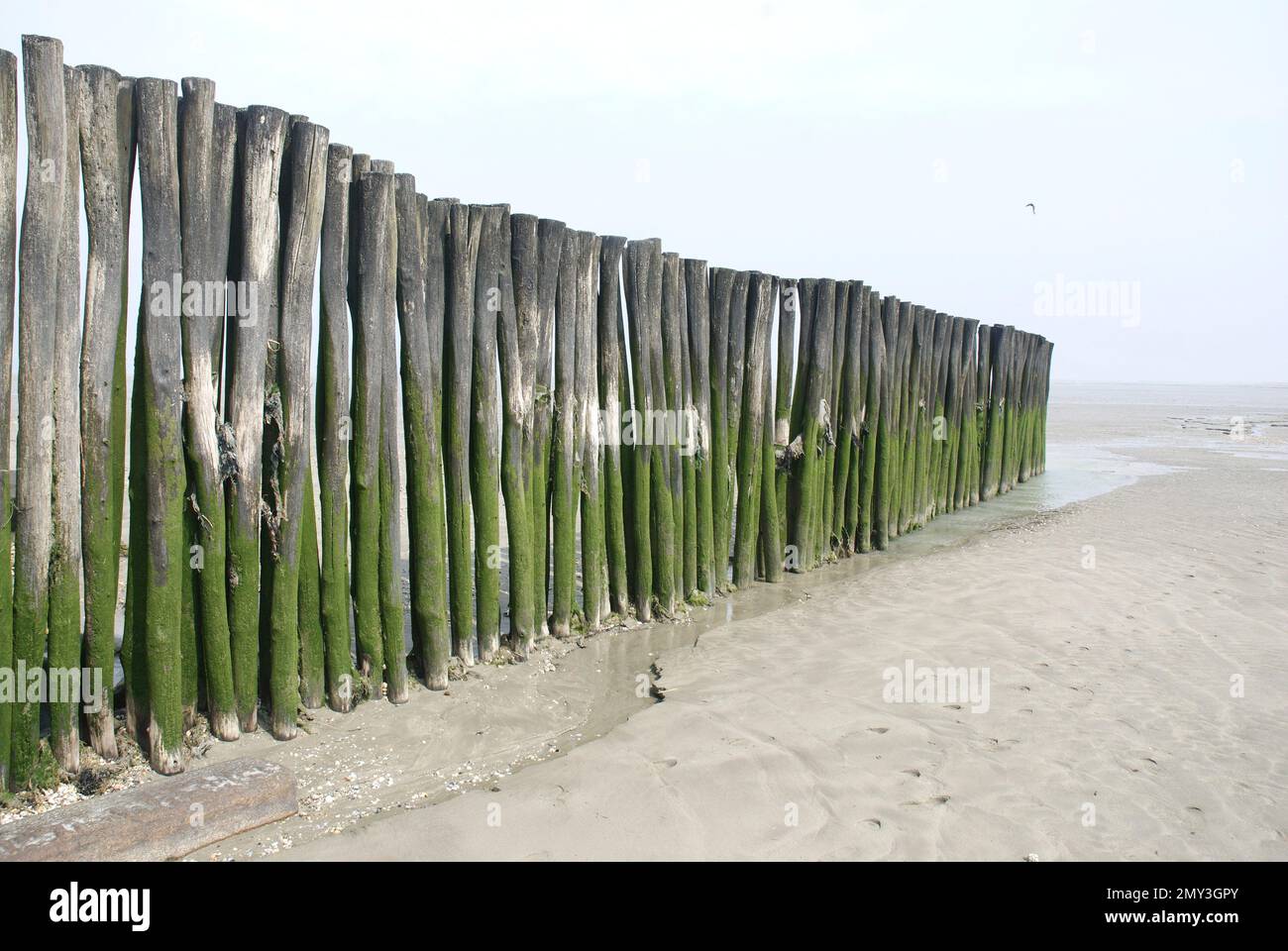Rotten wooden pole hi-res stock photography and images - Alamy