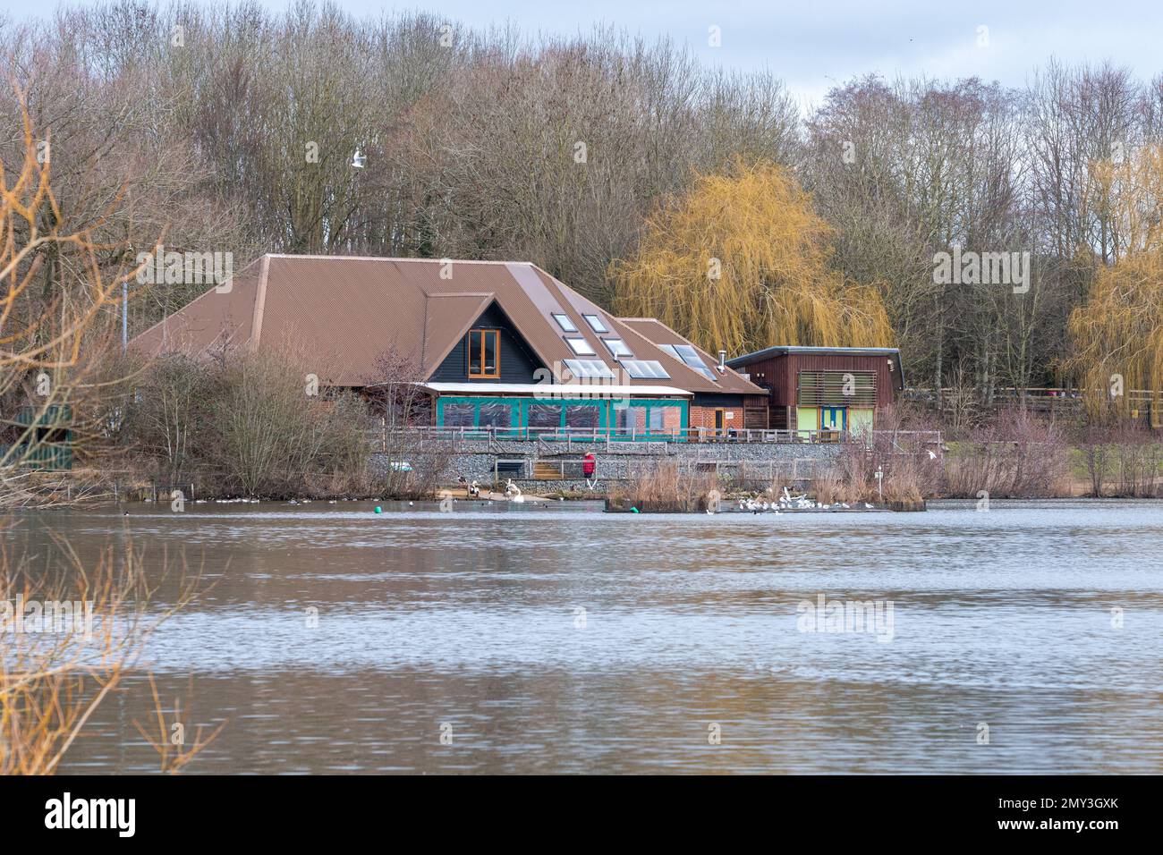 Thatcham Nature Discovery Centre, Berkshire, England, UK during February or winter, view across the lake with wildfowl Stock Photo